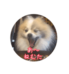 毎日使える！かわいすぎるポメラニアン（個別スタンプ：8）