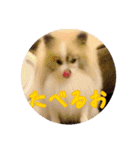 毎日使える！かわいすぎるポメラニアン（個別スタンプ：9）