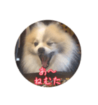 毎日使える！かわいすぎるポメラニアン（個別スタンプ：10）