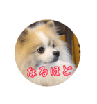 毎日使える！かわいすぎるポメラニアン（個別スタンプ：11）