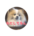 毎日使える！かわいすぎるポメラニアン（個別スタンプ：12）