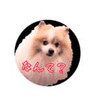 毎日使える！かわいすぎるポメラニアン（個別スタンプ：13）