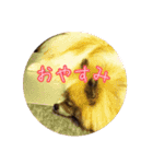 毎日使える！かわいすぎるポメラニアン（個別スタンプ：14）