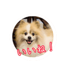 毎日使える！かわいすぎるポメラニアン（個別スタンプ：15）