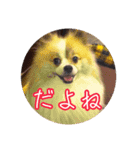 毎日使える！かわいすぎるポメラニアン（個別スタンプ：16）