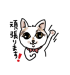 可愛い猫なでしこちゃん（個別スタンプ：14）