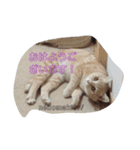 nekomakitvオリジナルスタンプ（個別スタンプ：1）