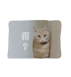 nekomakitvオリジナルスタンプ（個別スタンプ：4）