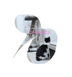 nekomakitvオリジナルスタンプ（個別スタンプ：7）