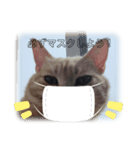 nekomakitvオリジナルスタンプ（個別スタンプ：8）