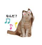子猫の時（個別スタンプ：1）