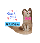 子猫の時（個別スタンプ：2）