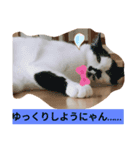 子猫の時（個別スタンプ：4）