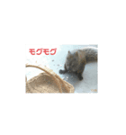 タイワンリスくん（個別スタンプ：1）