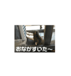タイワンリスくん（個別スタンプ：4）