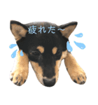 豆柴サスケくん①（個別スタンプ：9）