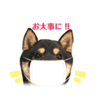 豆柴サスケくん①（個別スタンプ：10）