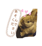ウサギのももかと申します。（個別スタンプ：1）