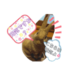 ウサギのももかと申します。（個別スタンプ：4）