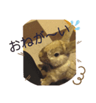 ウサギのももかと申します。（個別スタンプ：6）