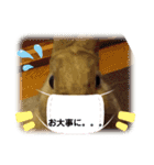 ウサギのももかと申します。（個別スタンプ：8）