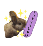 ウサギのももかと申します。（個別スタンプ：9）