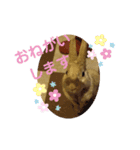 ウサギのももかと申します。（個別スタンプ：13）
