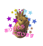 ウサギのももかと申します。（個別スタンプ：24）
