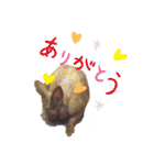 うさぎのももかです。（個別スタンプ：6）
