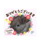 うさぎのももかです。（個別スタンプ：11）