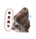 うさぎのももかです。（個別スタンプ：12）