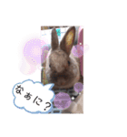 うさぎのももかです。（個別スタンプ：13）