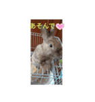 我が家のウサギのももか（個別スタンプ：6）