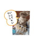 我が家のウサギのももか（個別スタンプ：7）