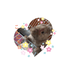 我が家のウサギのももか（個別スタンプ：8）