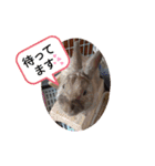 我が家のウサギのももか（個別スタンプ：12）
