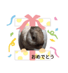 我が家のウサギのももか（個別スタンプ：14）