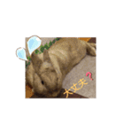 我が家のウサギのももか（個別スタンプ：19）
