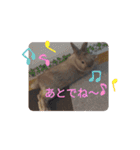 我が家のウサギのももか（個別スタンプ：23）