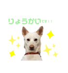愛犬ペット【一郎】ミックス犬（個別スタンプ：1）
