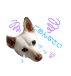 愛犬ペット【一郎】ミックス犬（個別スタンプ：2）