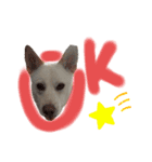愛犬ペット【一郎】ミックス犬（個別スタンプ：3）