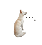 愛犬ペット【一郎】ミックス犬（個別スタンプ：4）