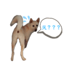 愛犬ペット【一郎】ミックス犬（個別スタンプ：5）