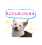 愛犬ペット【一郎】ミックス犬（個別スタンプ：6）