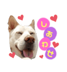 愛犬ペット【一郎】ミックス犬（個別スタンプ：7）