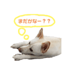 愛犬ペット【一郎】ミックス犬（個別スタンプ：8）
