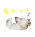 愛犬ペット【一郎】ミックス犬（個別スタンプ：10）