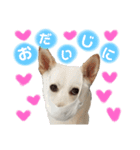 愛犬ペット【一郎】ミックス犬（個別スタンプ：11）