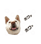愛犬ペット【一郎】ミックス犬（個別スタンプ：13）